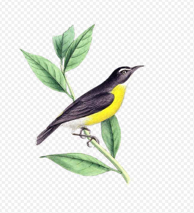 How to Remove Background from an Image (no Photoshop)!